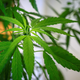 Illustration for article titled Close to 66,000 Marijuana Convictions to Be Dismissed in Los Angeles